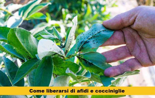 olio di neem per afidi