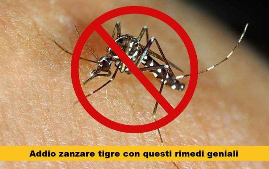 eliminare zanzare tigre