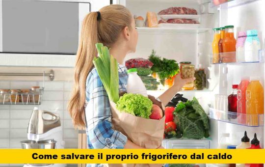 frigo