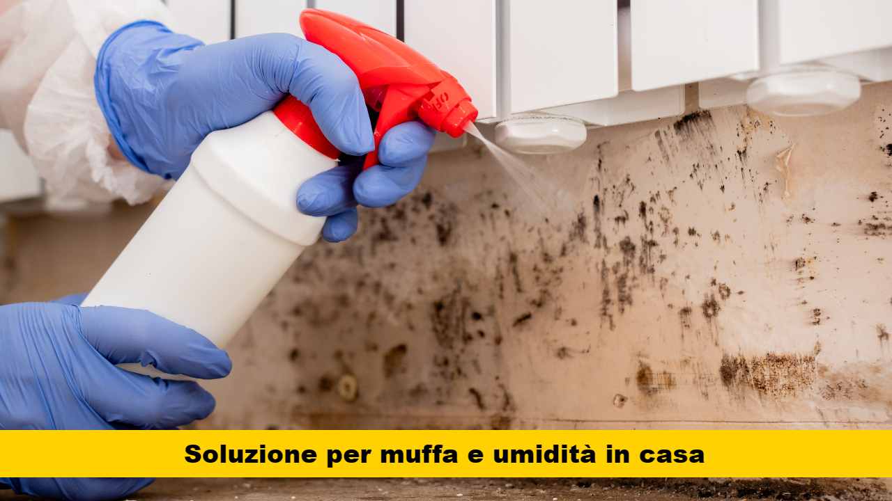 soluzione muffa